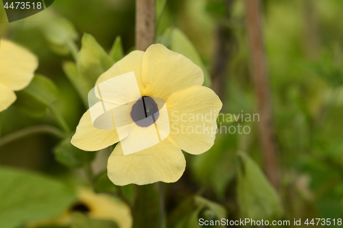 Image of Black-eyed Susan vine