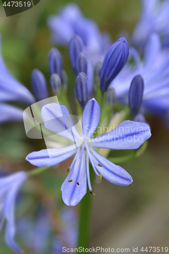 Image of African lily Charlotte