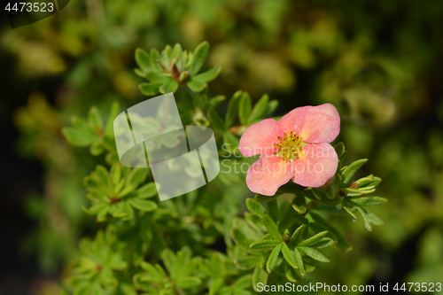 Image of Shrubby Cinquefoil Danny Boy