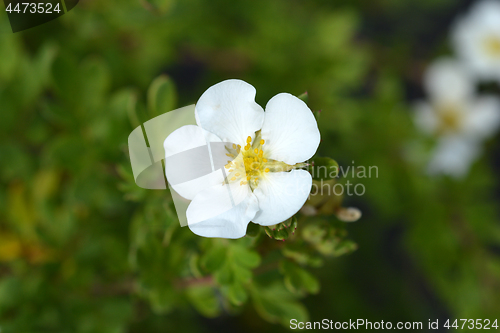 Image of Shrubby Cinquefoil Abbotswood