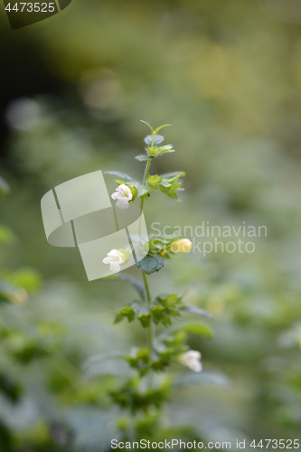 Image of Lemon balm