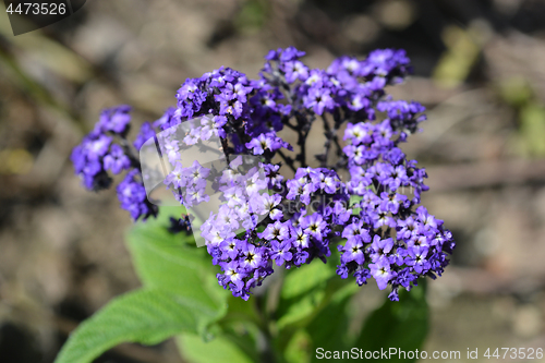 Image of Heliotrope Marine