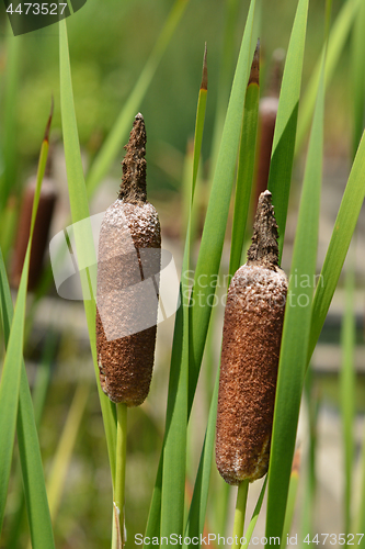 Image of Cattail 