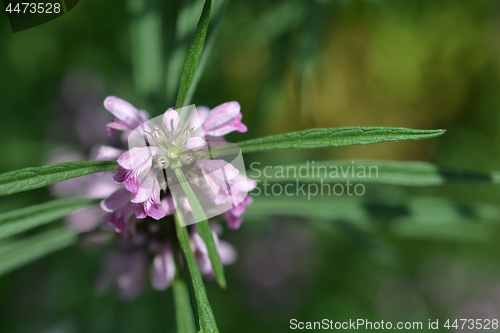 Image of Siberian motherwort