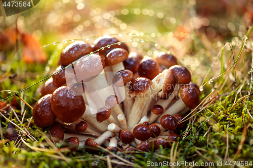 Image of Armillaria Mushrooms of honey agaric In a Sunny forest in the ra