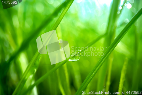 Image of Green grass close-up super macro shooting.