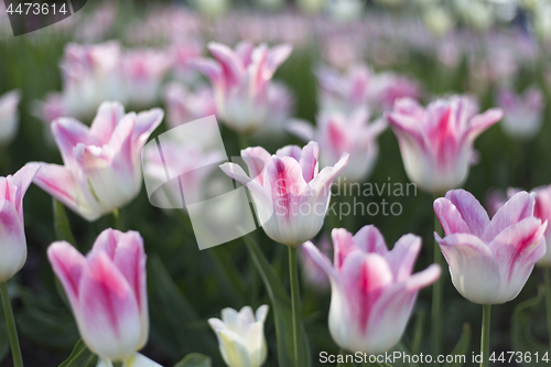 Image of Beautiful white and pink delicate tulips glowing in sunlight