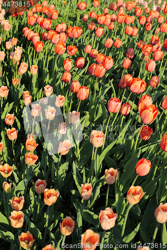 Image of Beautiful red tulips in sunlight