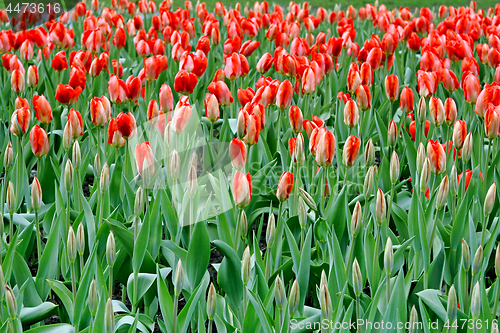 Image of Beautiful red spring tulips