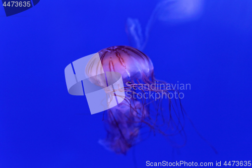 Image of Purple Striped Jelly