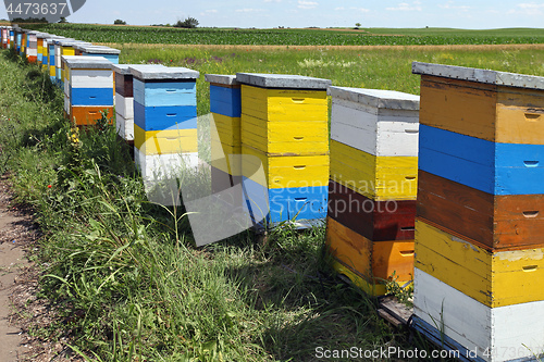 Image of Beehives