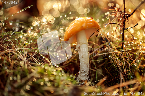 Image of Amanita muscaria, Fly agaric Mushroom In a Sunny forest in the r