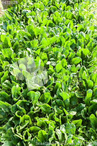 Image of culture of organic salad in greenhouses