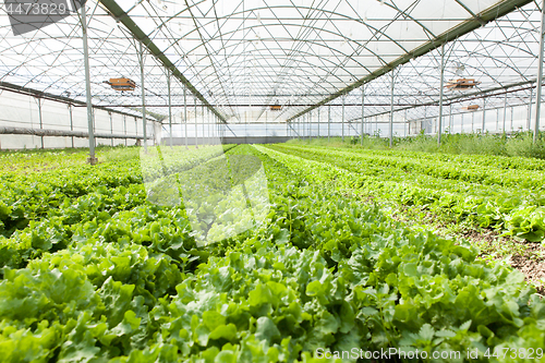 Image of culture of organic salad in greenhouses