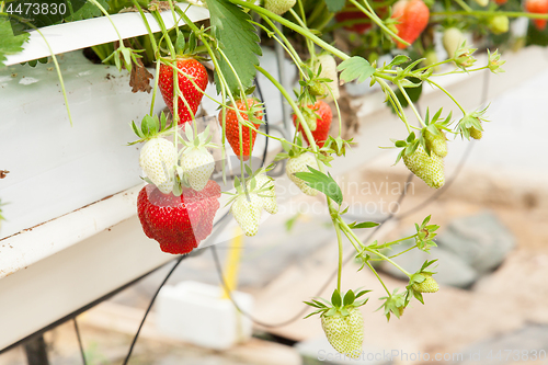 Image of culture in a greenhouse strawberry and strawberries