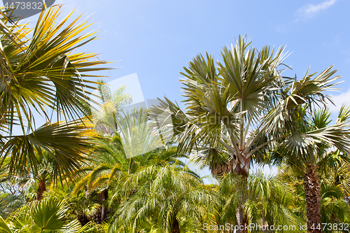 Image of palm garden under a blue sky