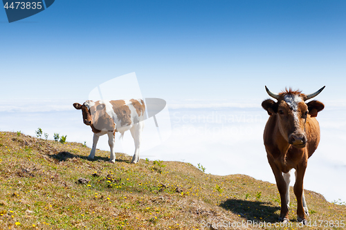 Image of Cow and veal pasture in the mountains madeira