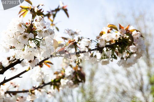 Image of flowering cherry branch on a blue sky