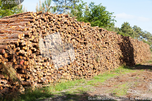 Image of pile of pine tree trunks cut