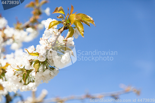 Image of flowering cherry branch on a blue sky