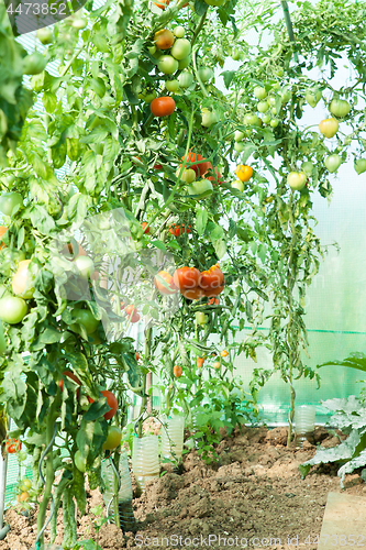 Image of Organic tomatoes in a greenhouse