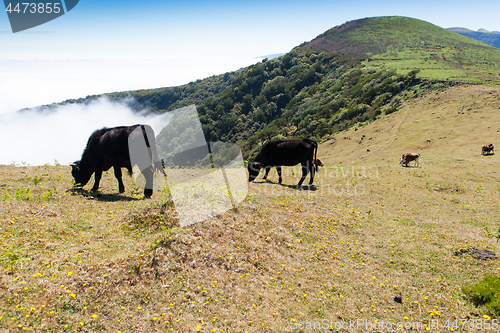 Image of Cow and veal pasture in the mountains madeira