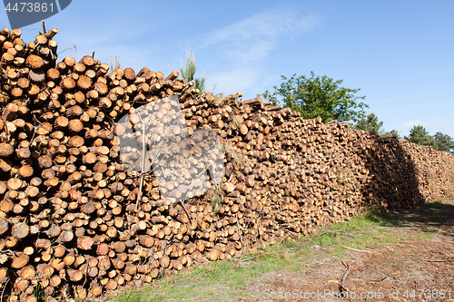 Image of pile of pine tree trunks cut