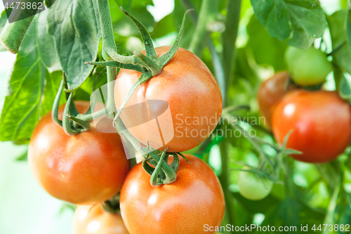 Image of Organic tomatoes in a greenhouse