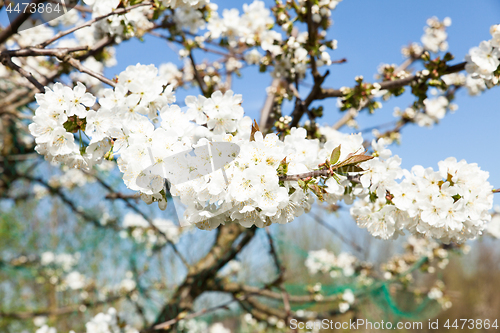 Image of flowering cherry branch on a blue sky