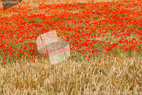 Image of poppies in a field of wheat