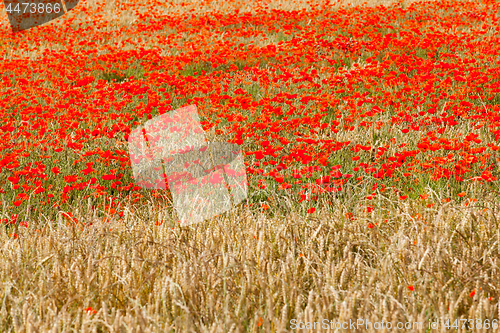 Image of poppies in a field of wheat
