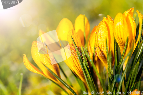 Image of crocus yellow in the morning frost