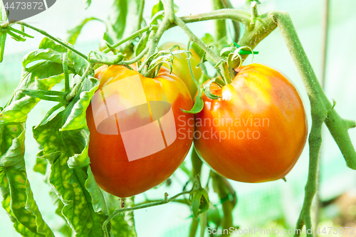 Image of Organic tomatoes in a greenhouse