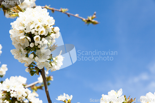 Image of flowering cherry branch on a blue sky