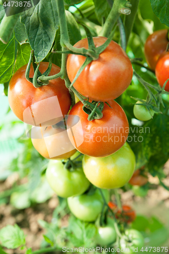 Image of Organic tomatoes in a greenhouse