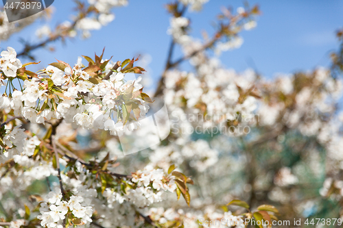Image of flowering cherry branch on a blue sky