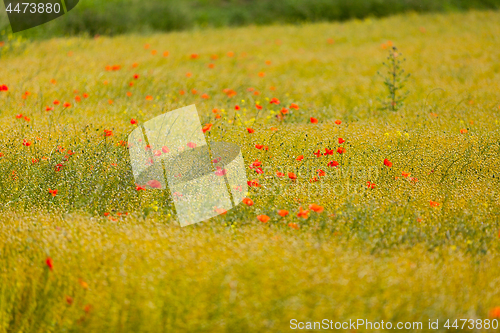 Image of poppies in a field of flax