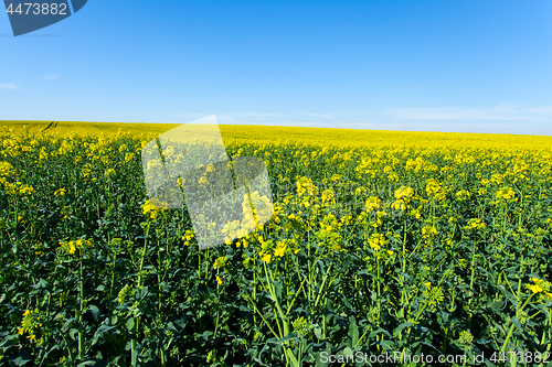 Image of rape fields in bloom