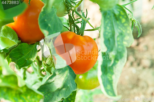 Image of Organic tomatoes in a greenhouse