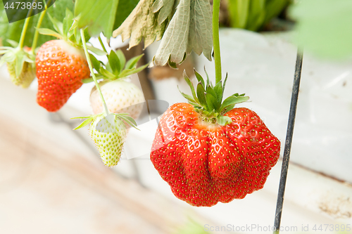 Image of culture in a greenhouse strawberry and strawberries
