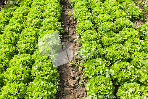 Image of culture of organic salad in greenhouses