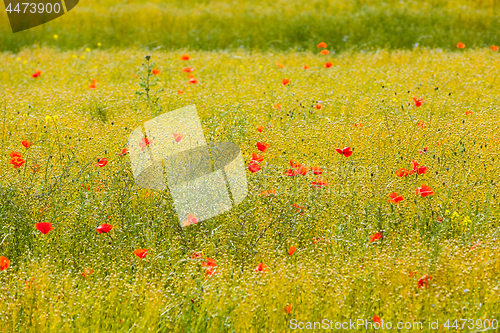 Image of poppies in a field of flax