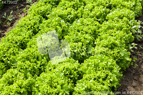 Image of culture of organic salad in greenhouses