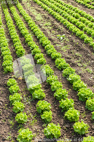 Image of culture of organic salad in greenhouses