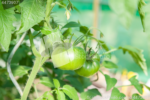 Image of Organic tomatoes in a greenhouse