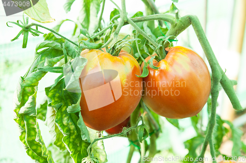 Image of Organic tomatoes in a greenhouse