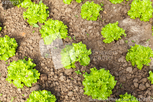 Image of culture of organic salad in greenhouses