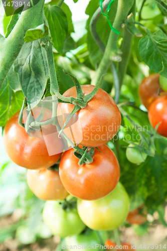 Image of Organic tomatoes in a greenhouse