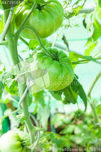 Image of Organic tomatoes in a greenhouse