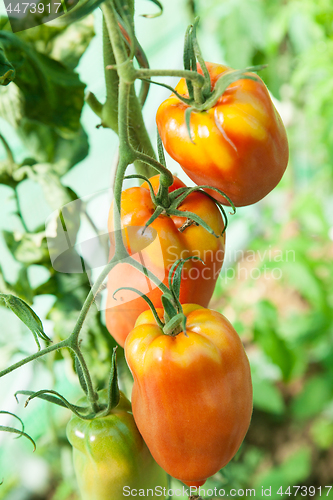 Image of Organic tomatoes in a greenhouse